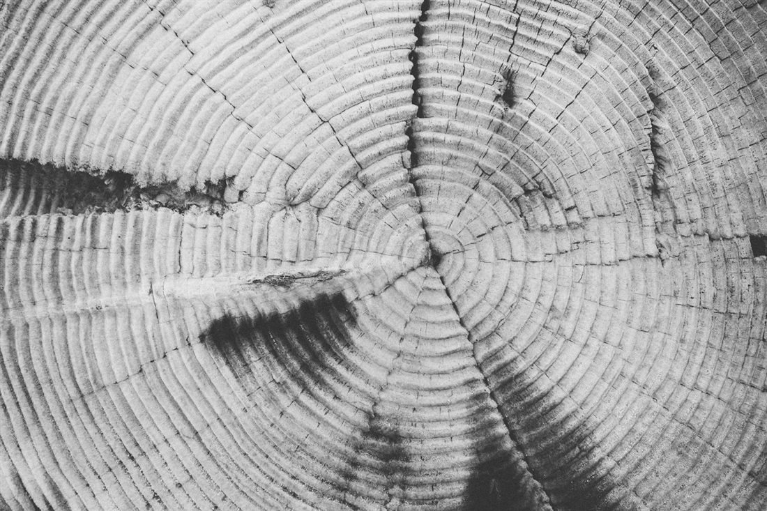 Close-up of tree growth rings, representing progress over many years